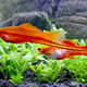Male and female swordtail fish. (Photo: Wojciech J. Płuciennik)